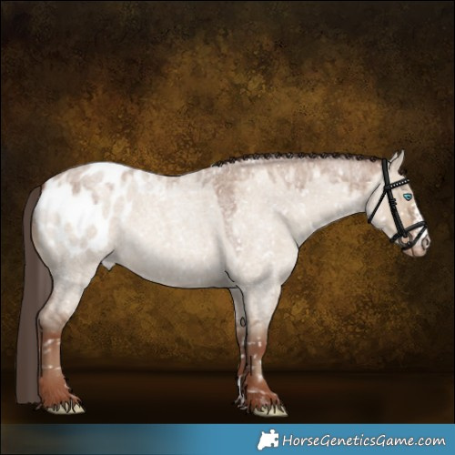 Horse Color:Classic Champagne Roan Dun Sabino Appaloosa