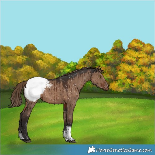 Horse Color:Liver Red Dun Sabino Tobiano Appaloosa Brindle