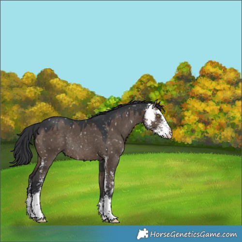 Horse Color:Brown Dun Sabino Appaloosa Rabicano