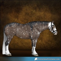 Horse Color:Brown Dun Sabino Snowflake VarnishRabicano 