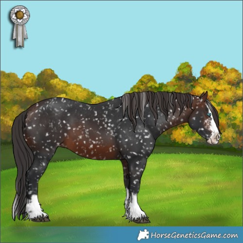 Horse Color:Brown Sabino Splash Appaloosa