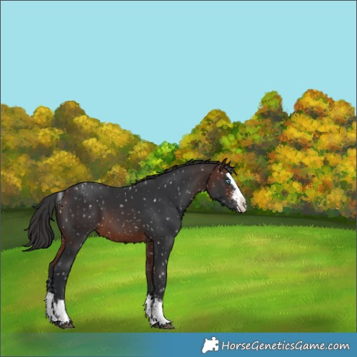 Horse Color:Brown Sabino Splash Appaloosa