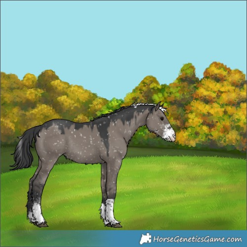 Horse Color:Grullo Sabino Tobiano Appaloosa Rabicano 