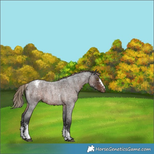 Horse Color:Liver Red Roan Sabino Appaloosa Rabicano