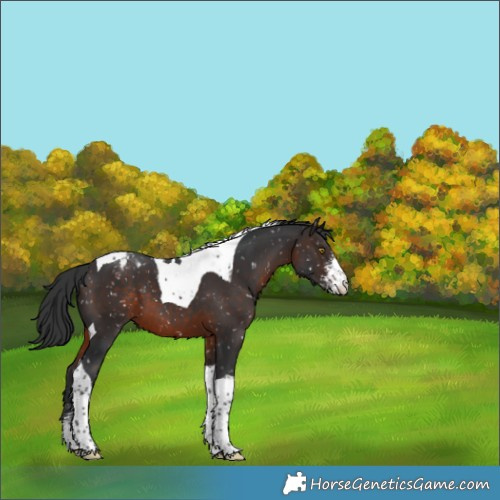Horse Color:Brown Sabino Tobiano Appaloosa 