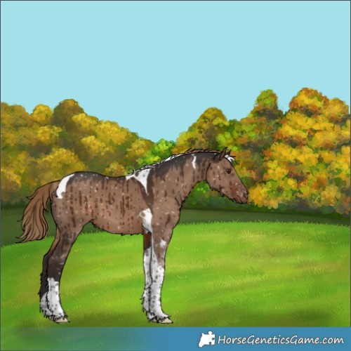 Horse Color:Liver Red Dun Tobiano Appaloosa Brindle 