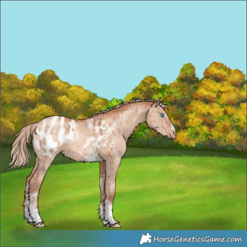 Horse Color:Gold Champagne Dun Sabino Tobiano Appaloosa Brindle 