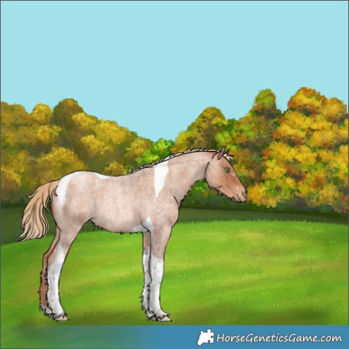 Horse Color:Gold Champagne Roan Tobiano Appaloosa Rabicano 
