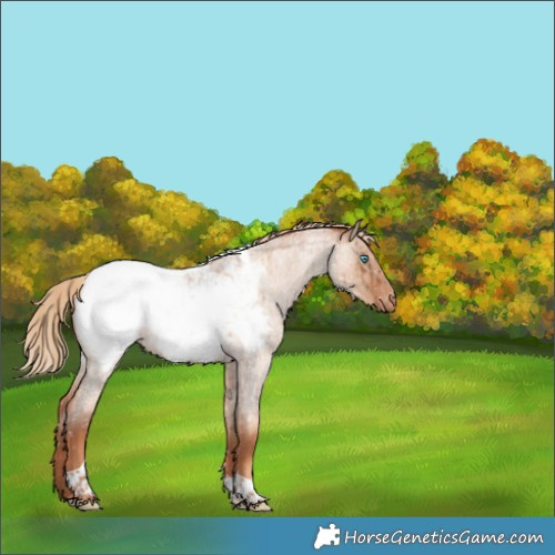 Horse Color:Gold Champagne Roan Dun Tobiano Appaloosa Rabicano Brindle 