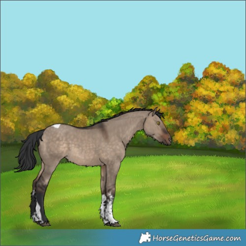 Horse Color:Brown Dun Sabino Tobiano 