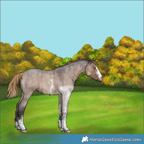 Horse Color:Liver Red Dun Roan Sabino Brindle 