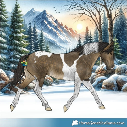 Horse Color:Buckskin Dun Tobiano