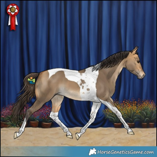 Horse Color:Buckskin Dun Tobiano