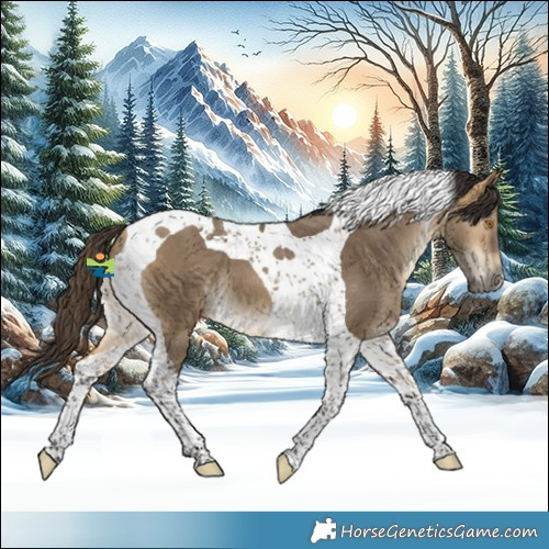 Horse Color:Buckskin Dun Tobiano 