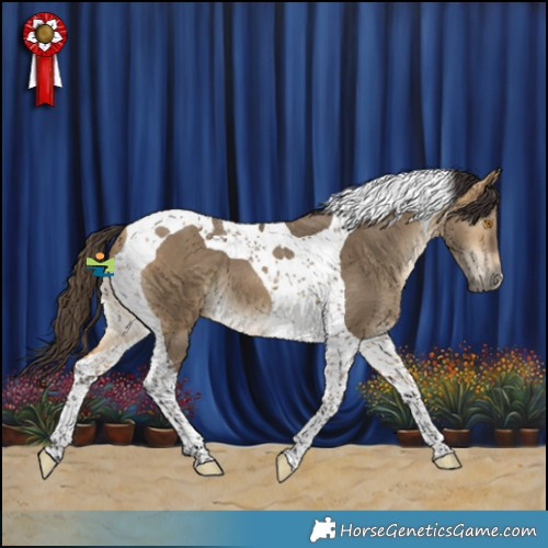 Horse Color:Buckskin Dun Tobiano