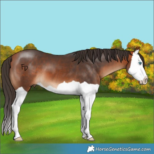 Horse Color:Bay Splash 