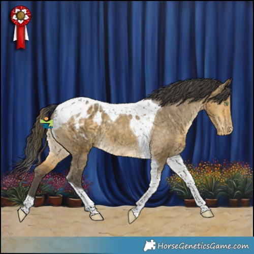 Horse Color:Buckskin Dun Tobiano Appaloosa
