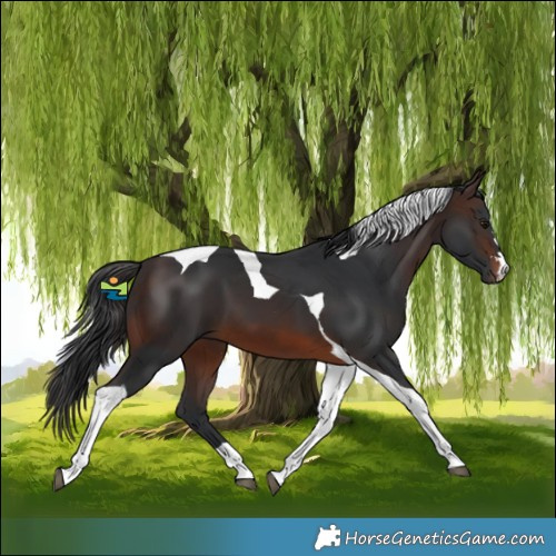 Horse Color:Brown Tobiano