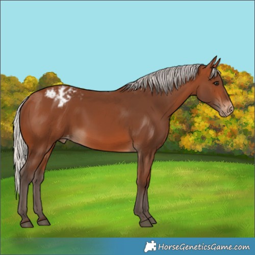 Horse Color:Silver Brown Appaloosa 