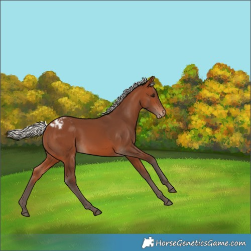 Horse Color:Silver Brown Appaloosa 