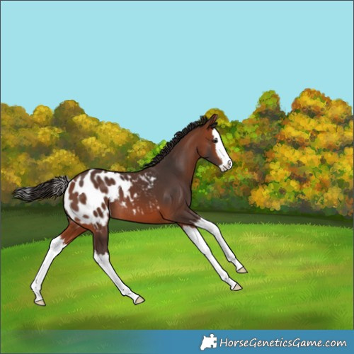 Horse Color:Bay Splash Appaloosa 