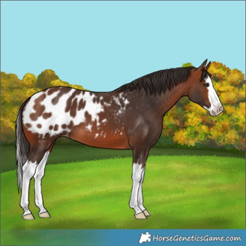 Horse Color:Bay Splash Appaloosa