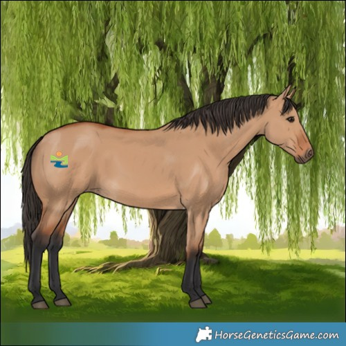 Horse Color:Bay Dun