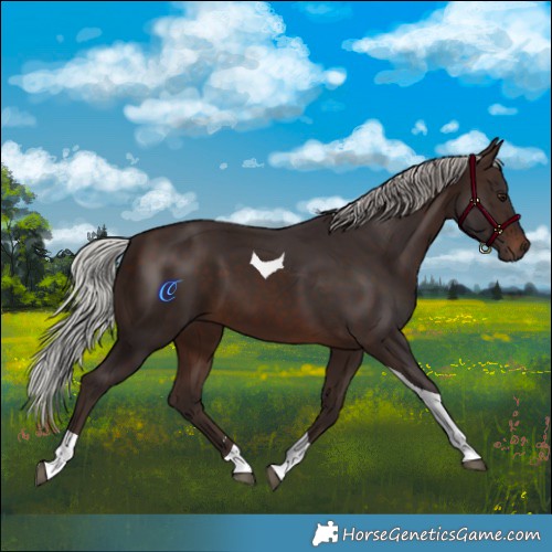 Horse Color:Silver Brown Tobiano 