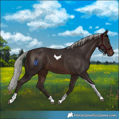 Horse Color:Silver Brown Tobiano