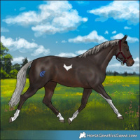 Horse Color:Silver Brown Tobiano
