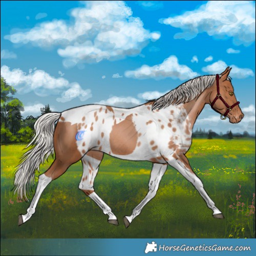 Horse Color:Silver Brown Pearl Tobiano Skewed Appaloosa Rabicano 