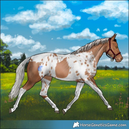 Horse Color:Silver Brown Pearl Tobiano Skewed Appaloosa Rabicano 