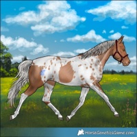 Horse Color:Silver Brown Pearl Tobiano Skewed Appaloosa Rabicano 