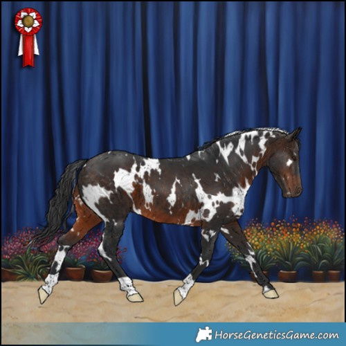 Horse Color:White Spotted Brown