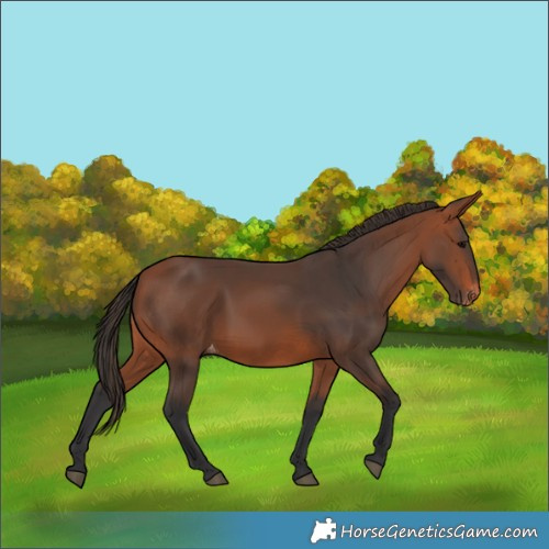 Horse Color:Bay Appaloosa 
