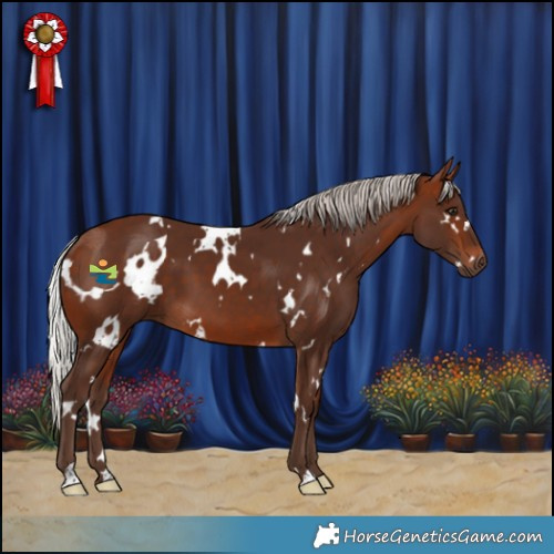 Horse Color:White Spotted Silver Bay 