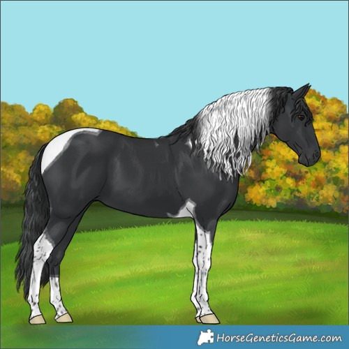 Horse Color:Black Tobiano 