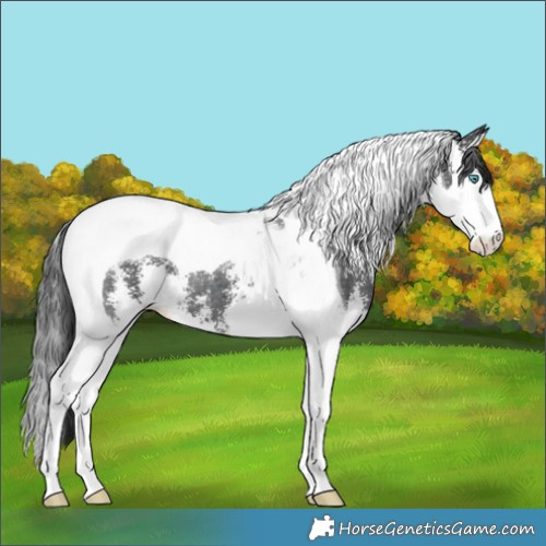 Horse Color:Black Sabino Splash Tobiano