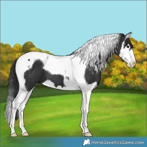 Horse Color:Black Splash Tobiano 