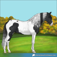 Horse Color:Black Tobiano 