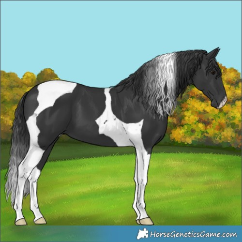 Horse Color:Black Tobiano