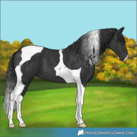 Horse Color:Black Tobiano 