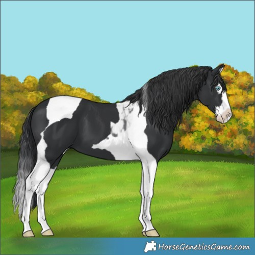 Horse Color:Black Splash Tobiano 