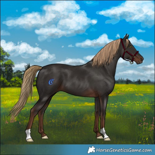 Horse Color:Liver Chestnut 