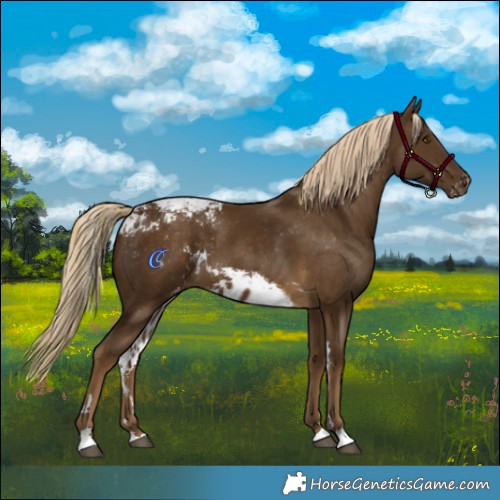 Horse Color:Chocolate Palomino Skewed Appaloosa 