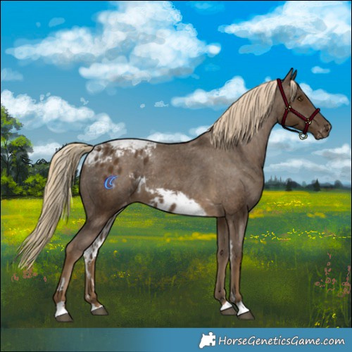 Horse Color:Chocolate Palomino Skewed LP Spotted 