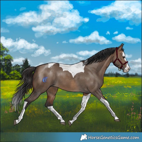 Horse Color:Brown Dun Splash Tobiano 