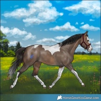 Horse Color:Brown Dun Splash Tobiano 
