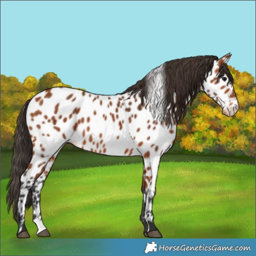 Horse Color:Bay Near Leopard 