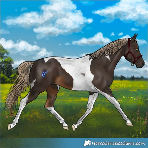 Horse Color:Gray Chocolate Palomino Tobiano 